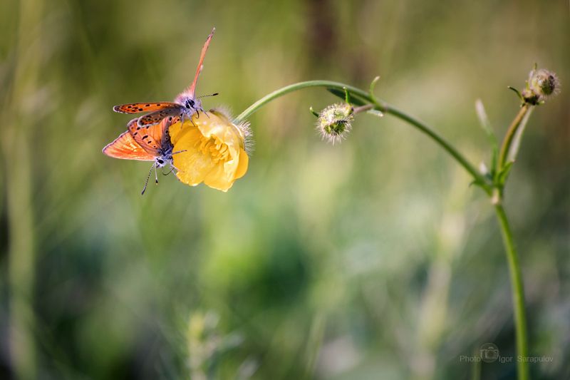 червонец огненный, фотоохота, природа, многоглазка огненная, макросъёмка, макро, лютик, жёлтый цветок, голубянка, ranunculus, macro, lycaena virgaureae, kwanon photo, flowers, canon photo, butterfly Lycaena virgaureaephoto preview