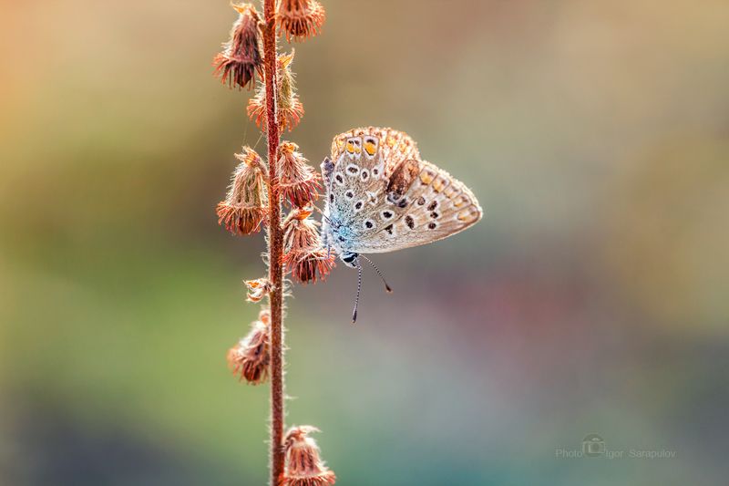 природа, маленькая бабочка, макросъёмка, макро, голубянка, бабочка, lycaenidae,  canon photo, butterfly, фотоохота, природа,  макросъёмка, макро,  голубянка, macro, kwanon photo, flowers, canon photo, lycaenidaephoto preview