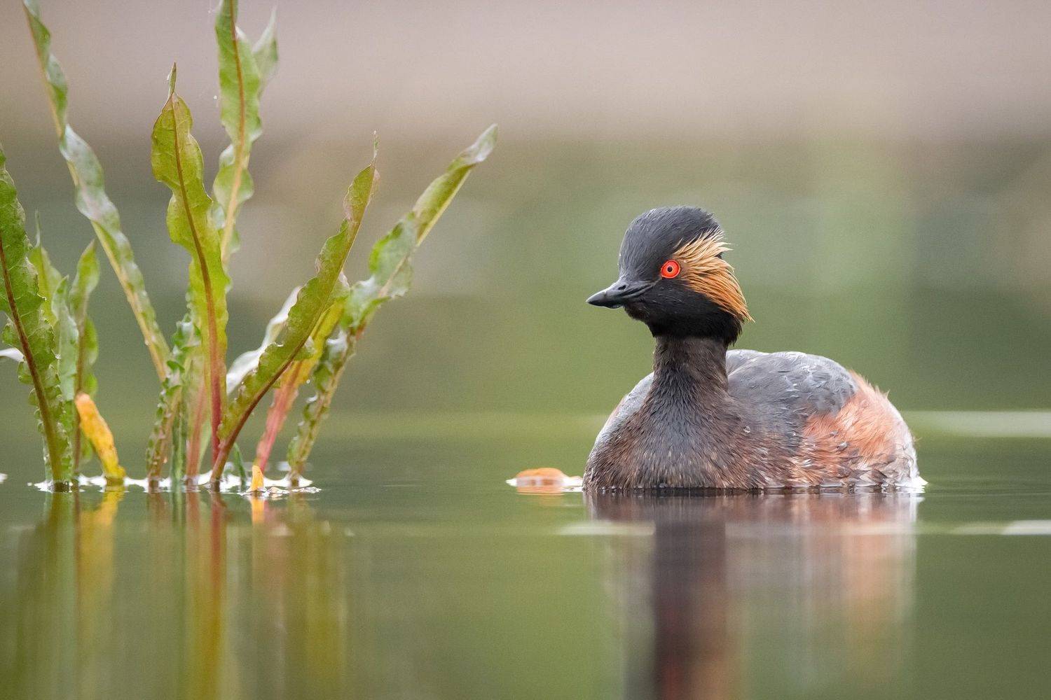 , Дмитрий Вилюнов