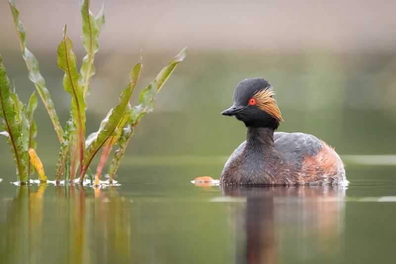 Черношейная поганкаphoto preview