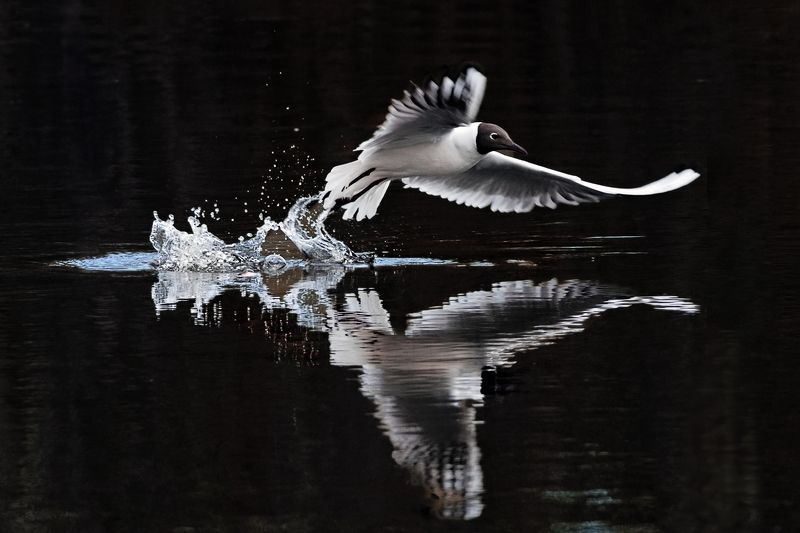 Чайкаphoto preview