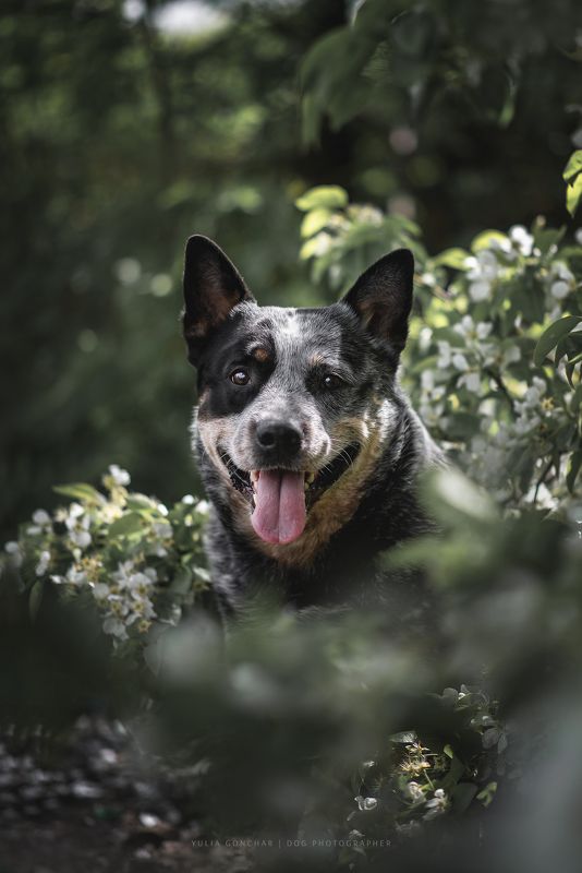 Австралийский хилерphoto preview