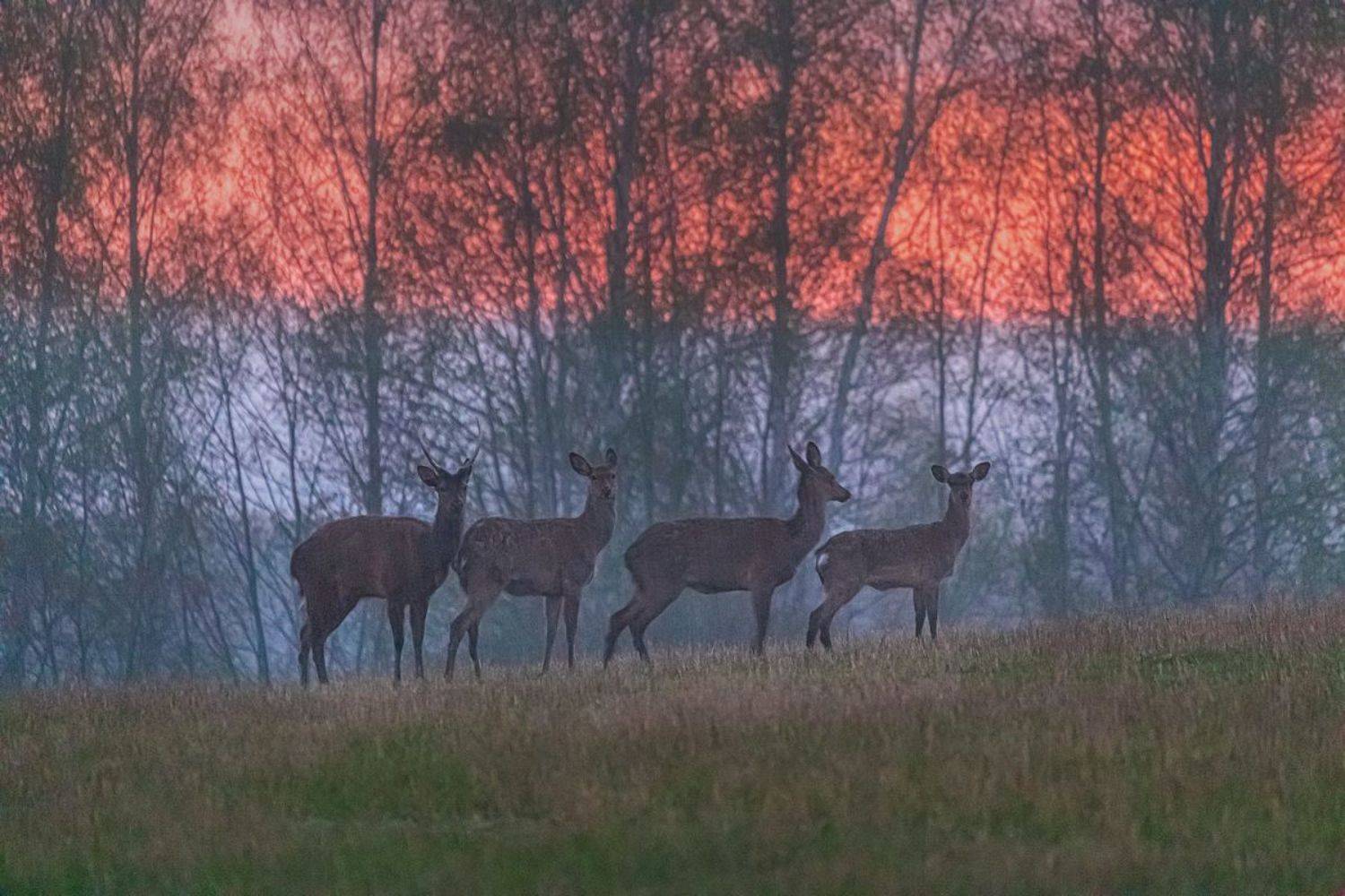липецкая область, олень, благородный олень, природный парк, природный парк олений, олений парк, липецк, дождь, ливень, закат, синий час, весна, Кирилл Уютнов