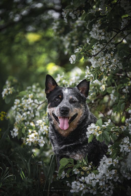 Австралийский хилерphoto preview