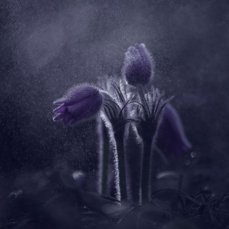 ***сонphoto preview