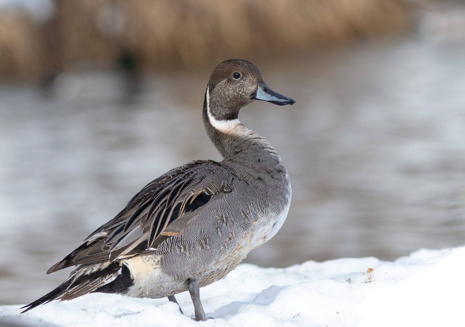 фотоохота, утка, шилохвость, птица, birds, птицымосквы, duck, животные, Павел Краснослободцев
