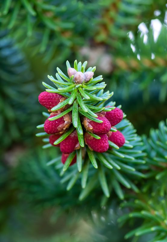 Ягода малина!photo preview