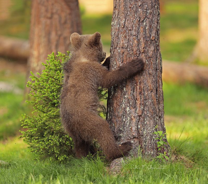 Раз, два, три, четыре, пять, кто не спрятался, я не виноват. фото превью