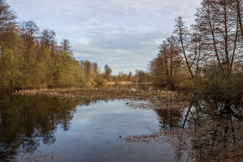 река, лес, весна, озеро, усмань, ольха, апрель, вечер, вода photo preview