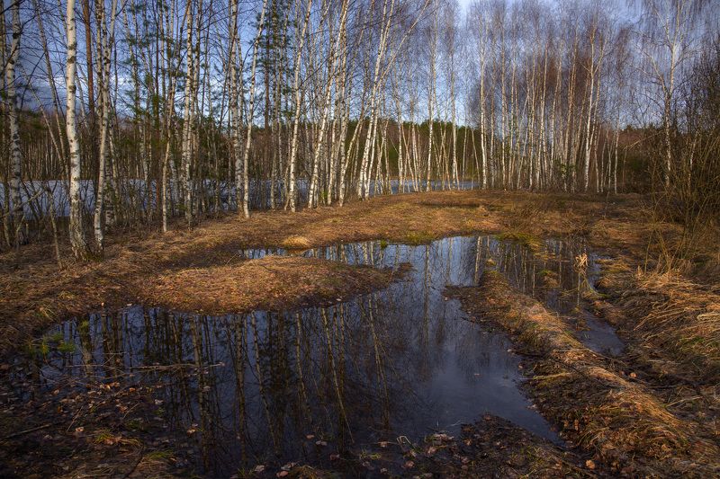 апрель отражение черная порза лужи утро Весенние лужи фото превью