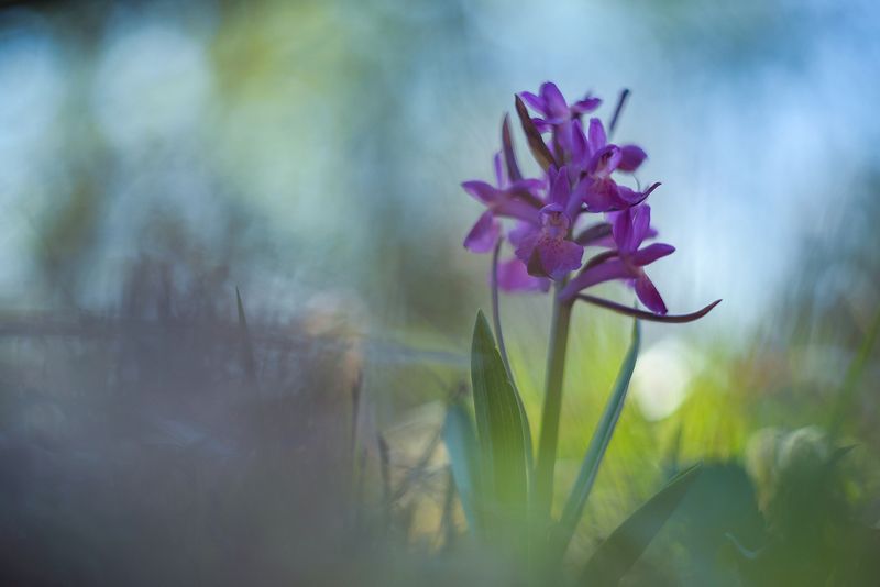 Dactylorhiza sambucinaphoto preview