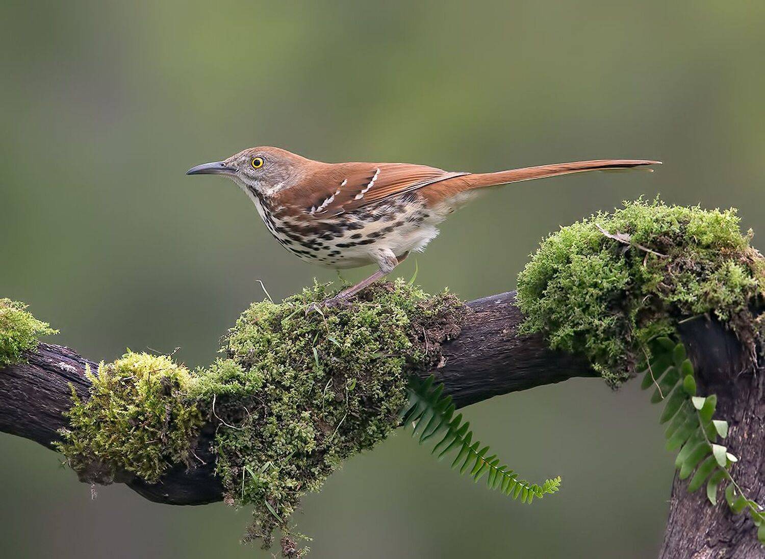 Коричневый пересмешник -Brown Thrasher. Автор: Etkind Elizabeth коричневый пересмешник, brown thrasher, пересмешник, весна, Etkind Elizabeth