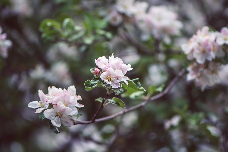 весна, яблоня, цветы Уж скоро зацветут сады...photo preview
