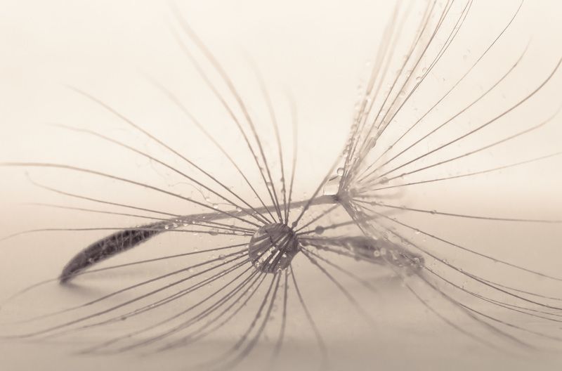 #dandelion, #drops, #waterdrops, #wallpaper, #nature, #closeup, #backdrop, #background, #macro, #flower, #print, #macrophotography, #macrophoto Dandelionphoto preview