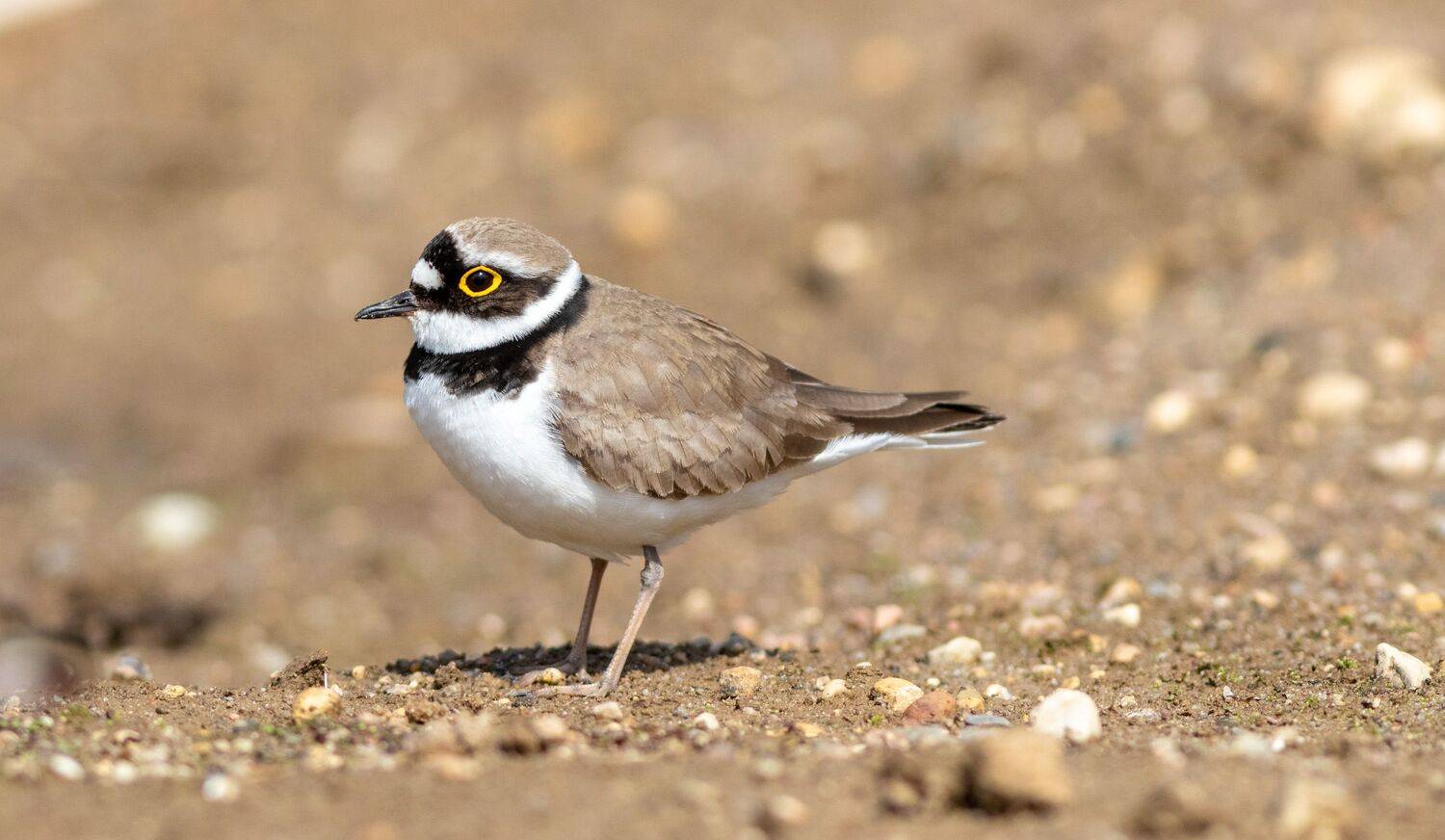 птица, фотоохота, малый зуёк, околоводные, birds, кулик, Павел Краснослободцев