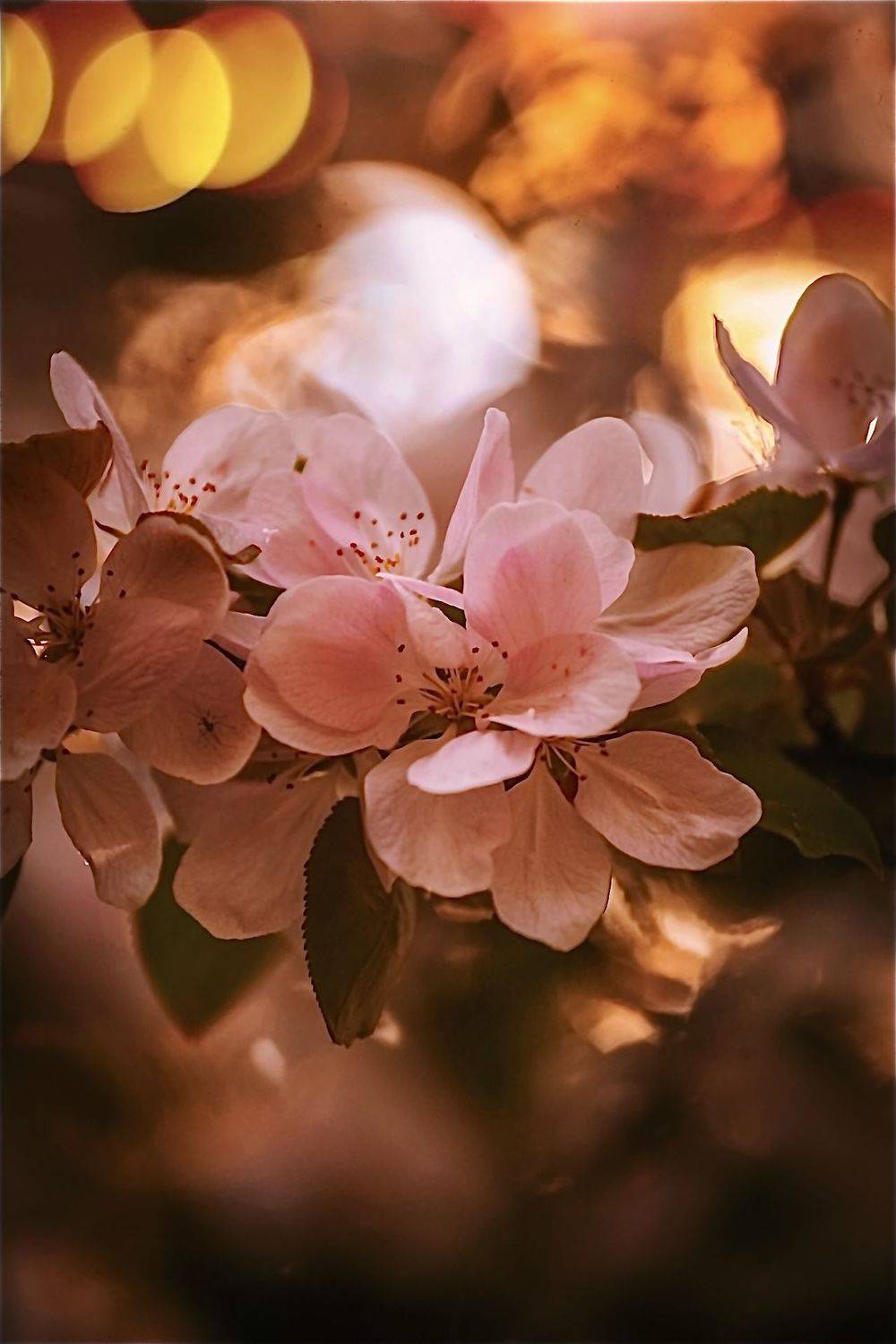 ***. Автор: Julia Kaissa макро, macro, цветы, flowers, весна, spring, Julia Kaissa