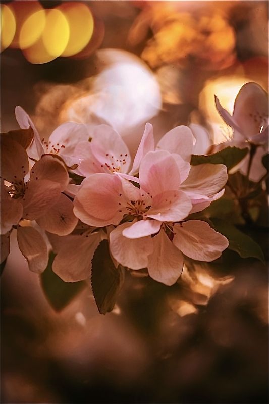 макро, macro, цветы, flowers, весна, spring ***photo preview