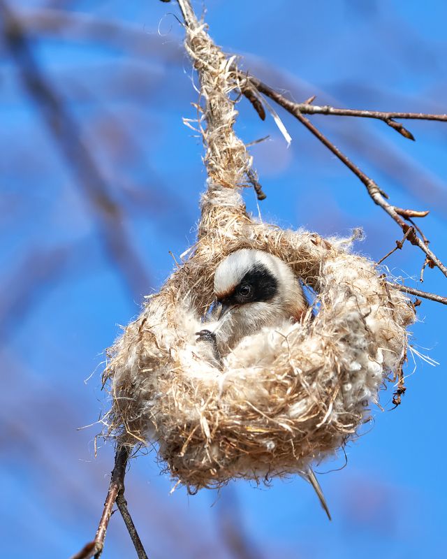 птицы, обыкновенный ремез Ремез на гнездеphoto preview