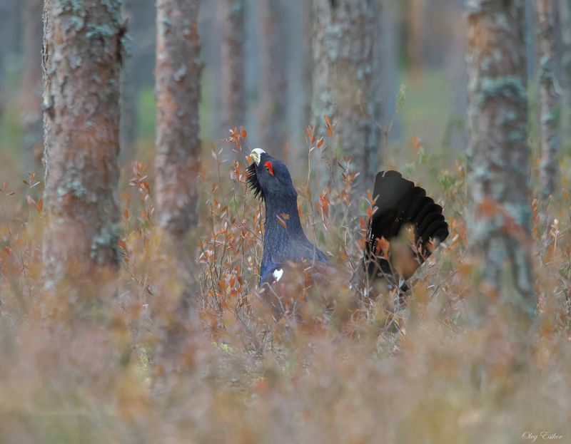 птицы, глухарь Токующий глухарьphoto preview