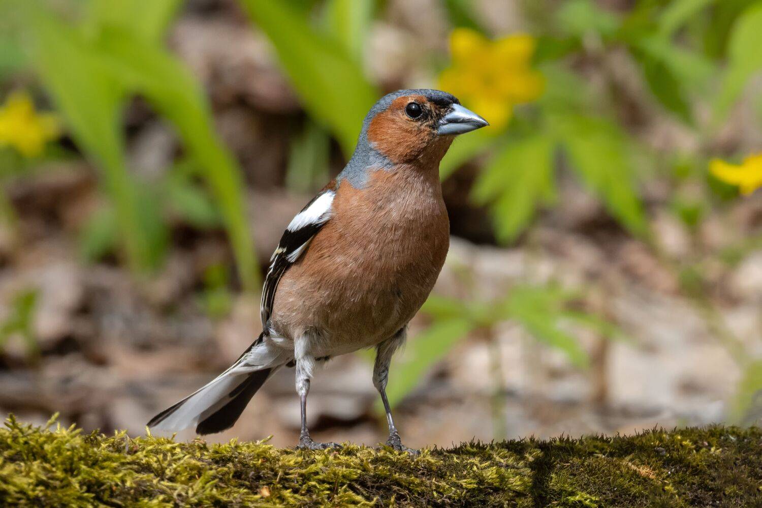 Зяблик. Автор: Глебов Сергей зяблик, птицы, пернатые, Глебов Сергей