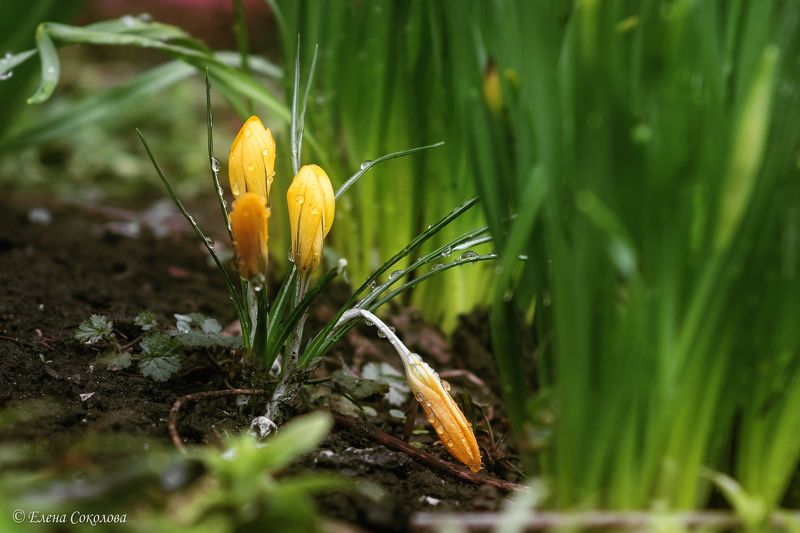 пейзаж, цветы, макро, крокусы, первоцветы, весна, весенние цветы Крокусыphoto preview
