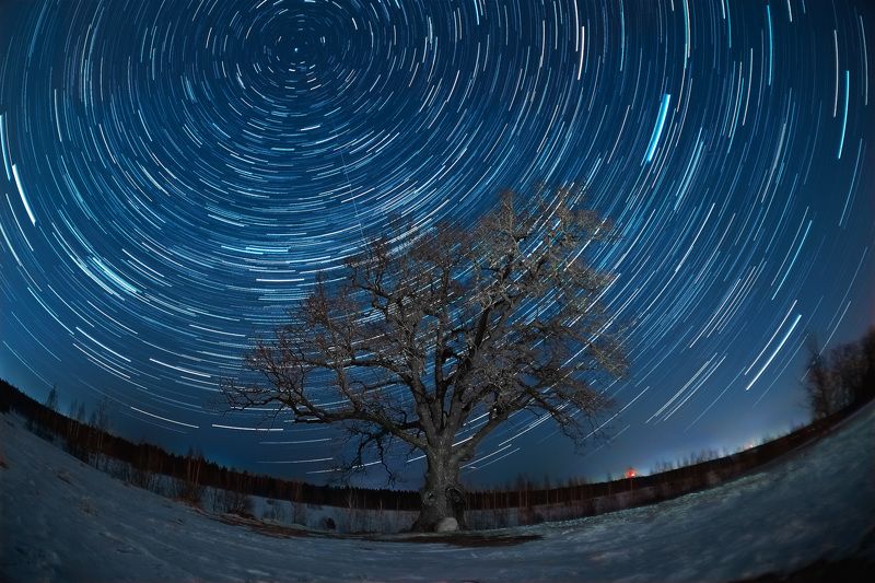 звёзды, ночь, дуб Дуб в ириновкеphoto preview