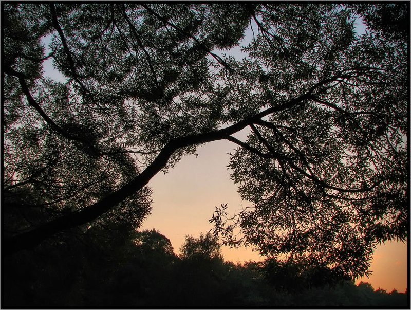 Природные кружеваphoto preview