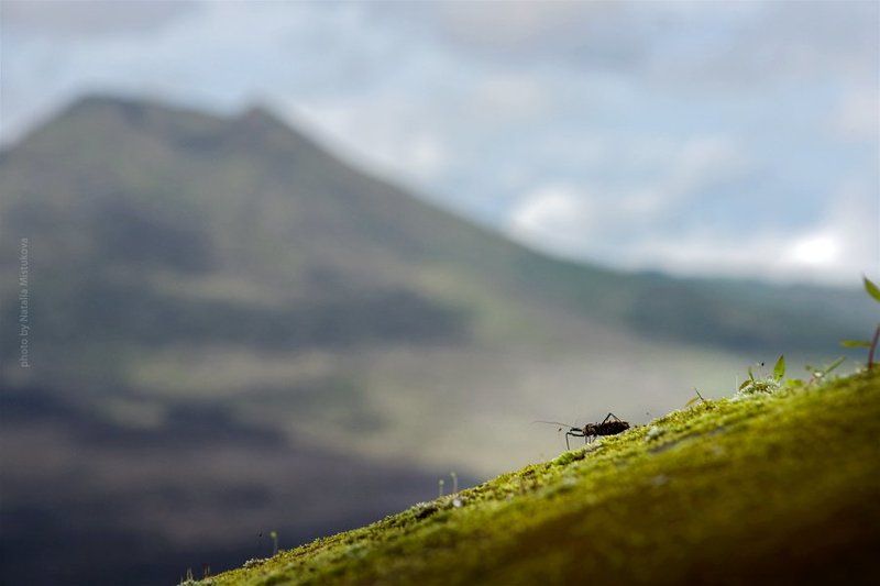 вулкан, бали, таракан как таракан мечтал попасть на вулканphoto preview