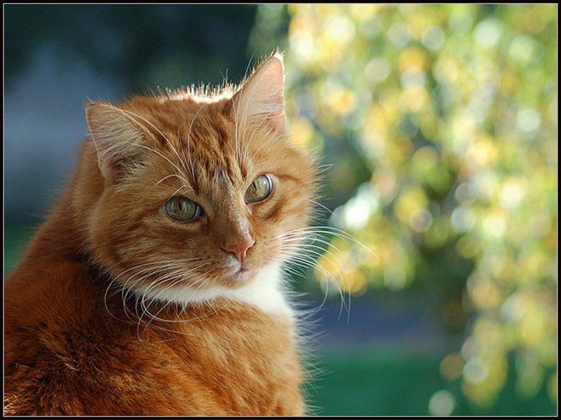 рыжик, окно, берёза, октябрь, 2006 Осенний Портрет...photo preview