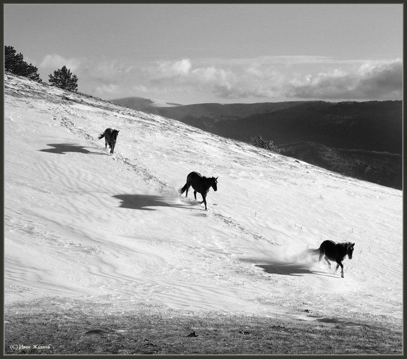 горы, демерджи, лошади, зима * * *photo preview