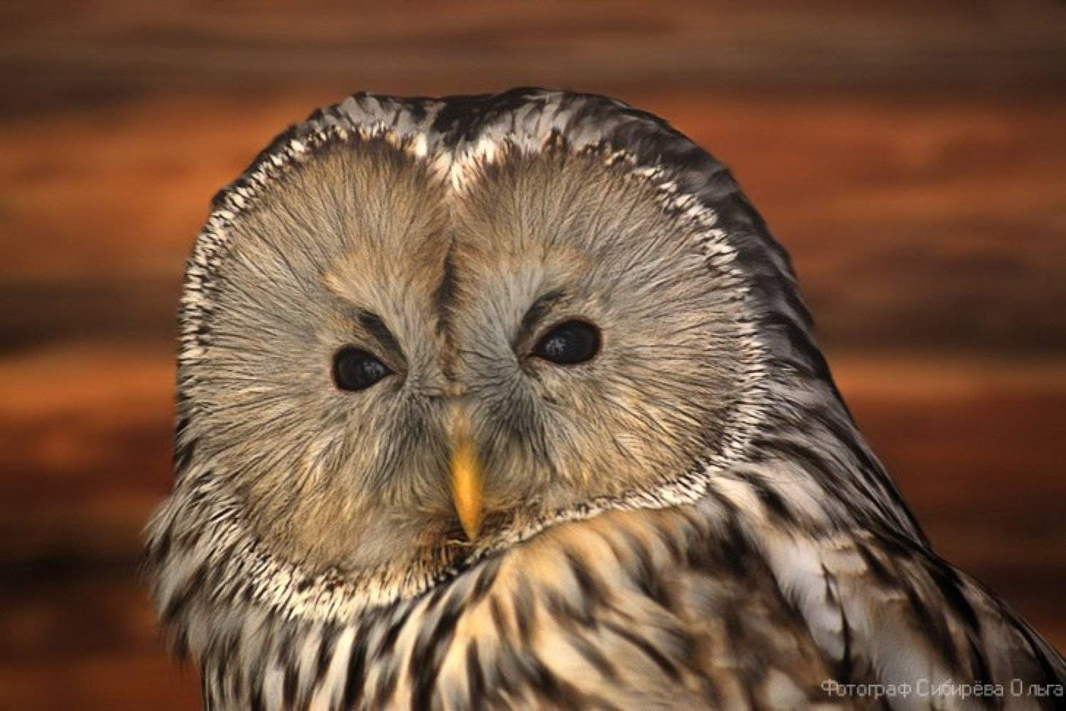 Неясыть. Автор: Ольга Сибирёва , Ольга Сибирёва