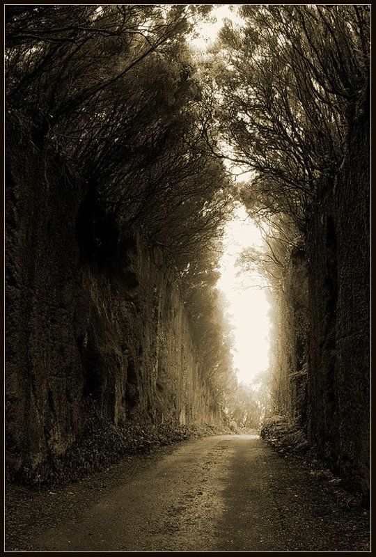 тенерифе,природа,путешествия,туннель,анага Туннельphoto preview