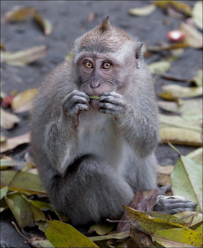 обезъяна Сид Вишесphoto preview