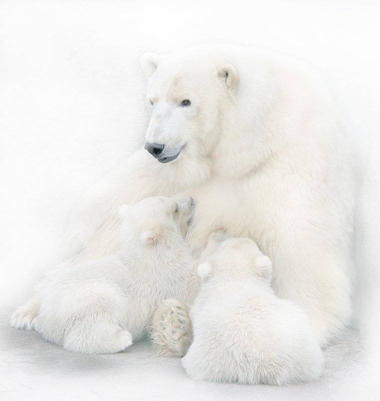 Маманя. Автор: teamS , teamS