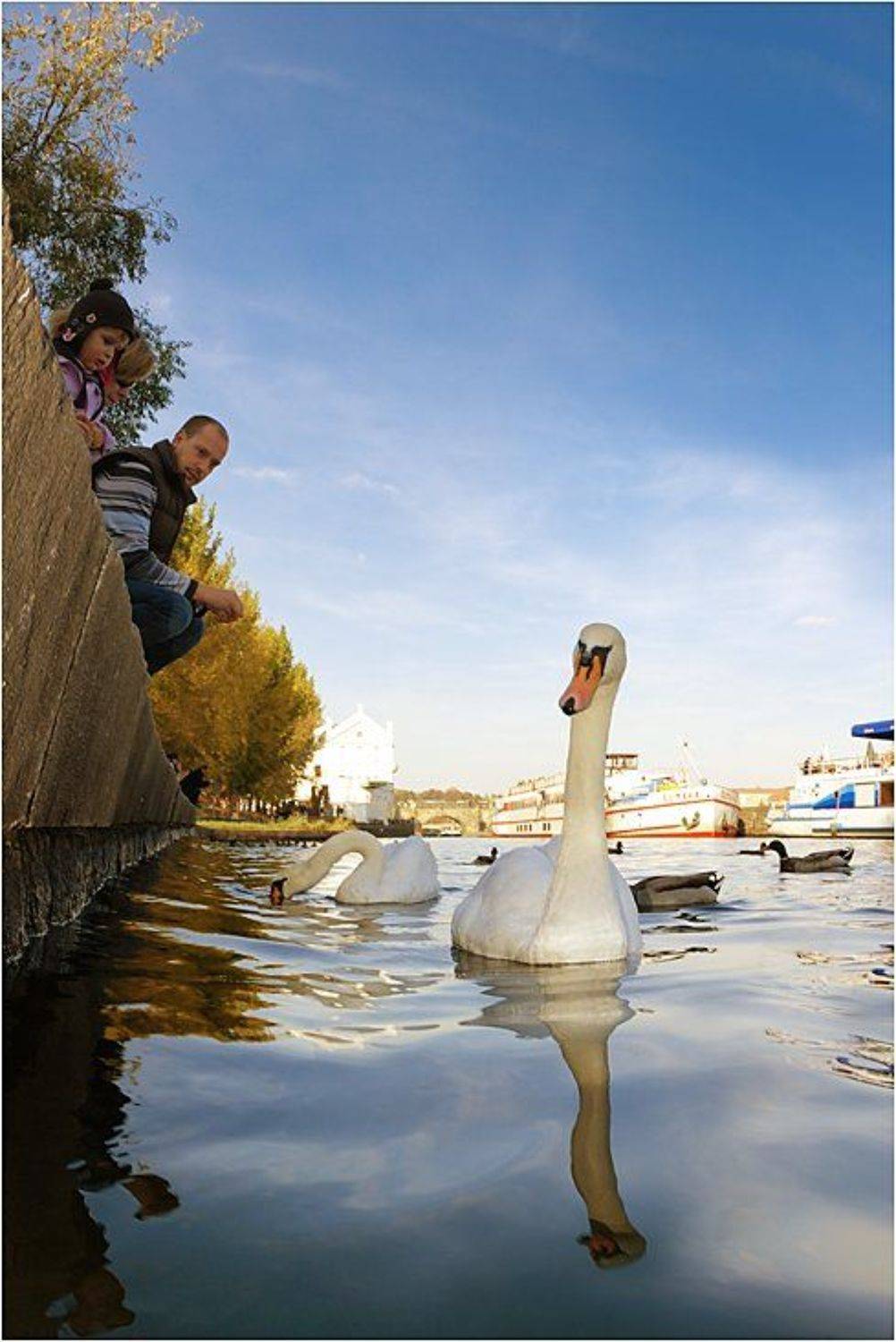 гуси-лебеди, пингвины, страусы, Сергей Шанин