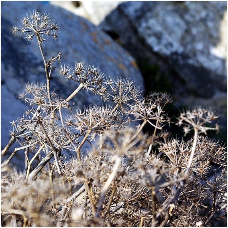 Wild flowersphoto preview