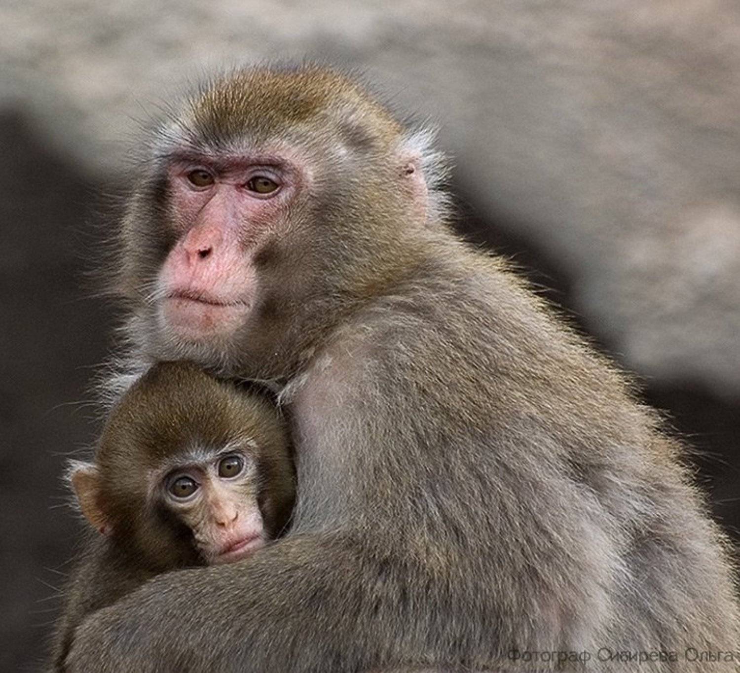 Малыш. Автор: Ольга Сибирёва , Ольга Сибирёва
