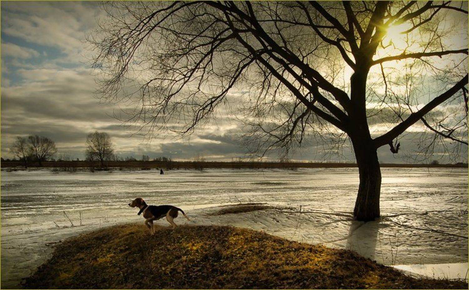 "Весна, Весна идёт, Весне дорогу...". Автор: Лариса Лучко река, собака, дерево, солнце, март, 2007, Лариса Лучко