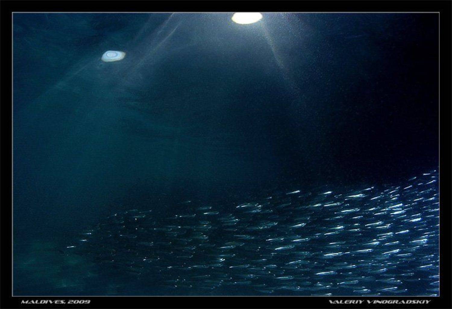 косяк, рыбы, море, океан, подвоное фото, Виноградский Валерий