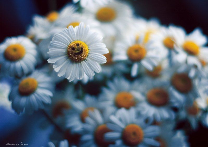 ромашки, улыбка, булавина дарья Smile! :-)photo preview