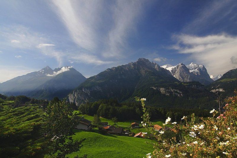 Цветы и горыphoto preview