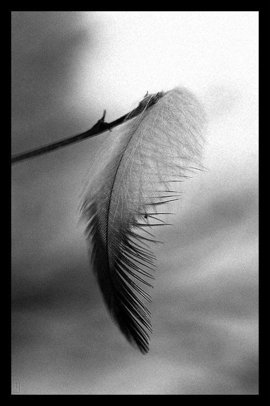 пёрышко, парус Пёрышкоphoto preview