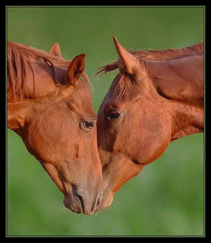 Love isphoto preview