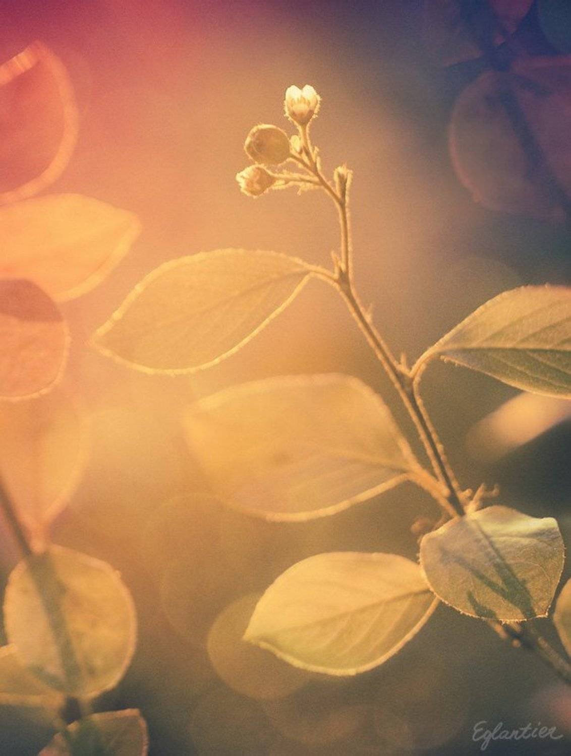 осень, солнце, листики, цветок, непокорность, нежность, Ольга Глушкова