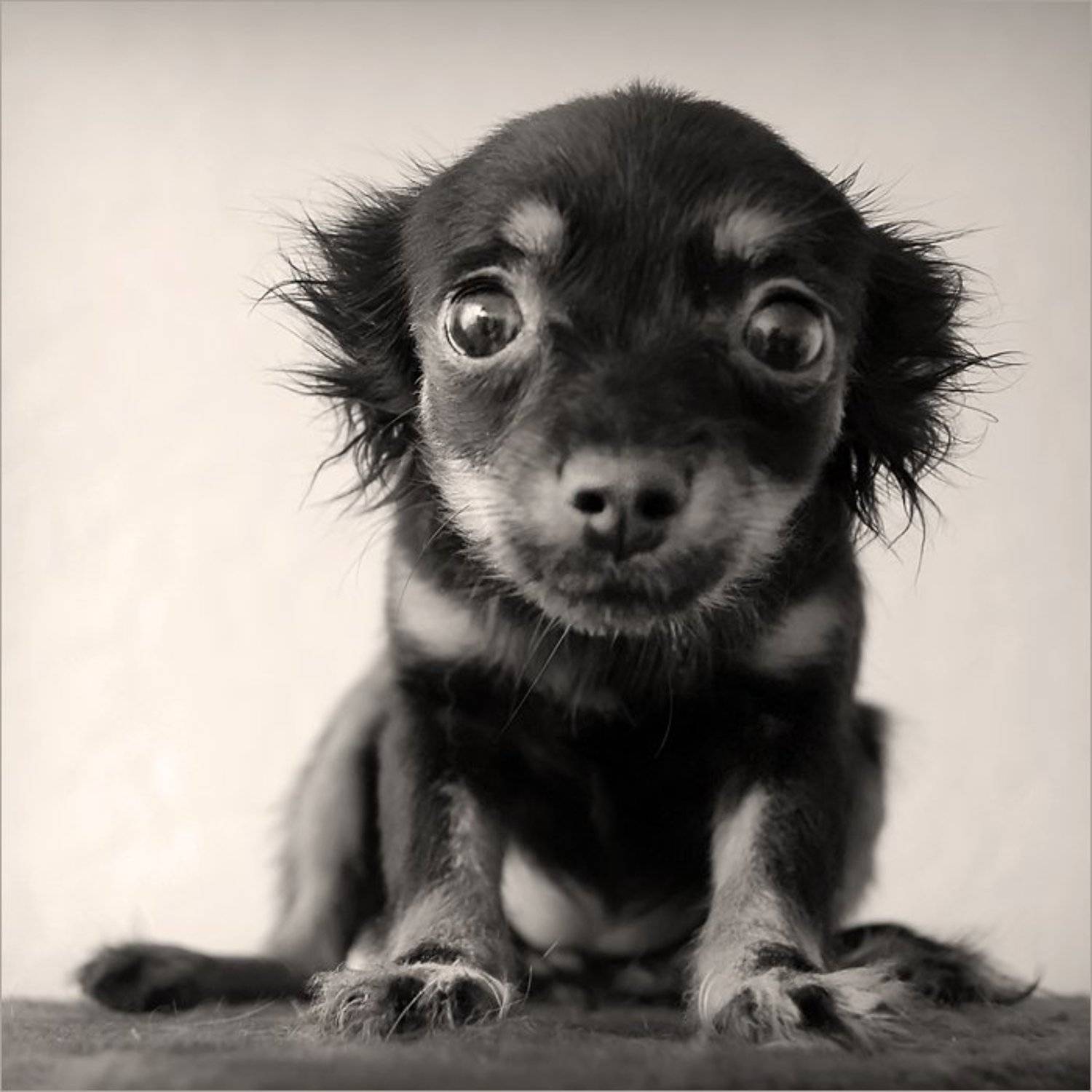 "Страшно...". Автор: Лариса Лучко щенок, боится, камеры, 2007, Лариса Лучко