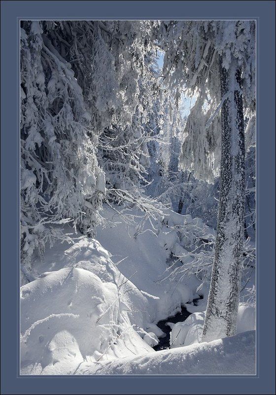 лес, деревья, снег, зима Хрупкое кружево зимы фото превью