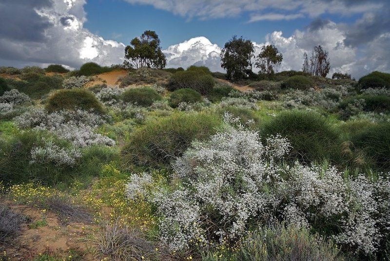 весна, облака, цветы, израиль Она по дороге к вам!photo preview