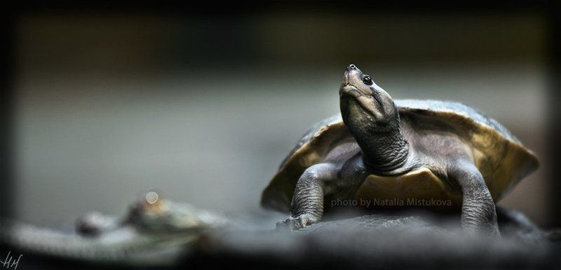 черепаха, крокодил мульт про отважную Черепахуphoto preview