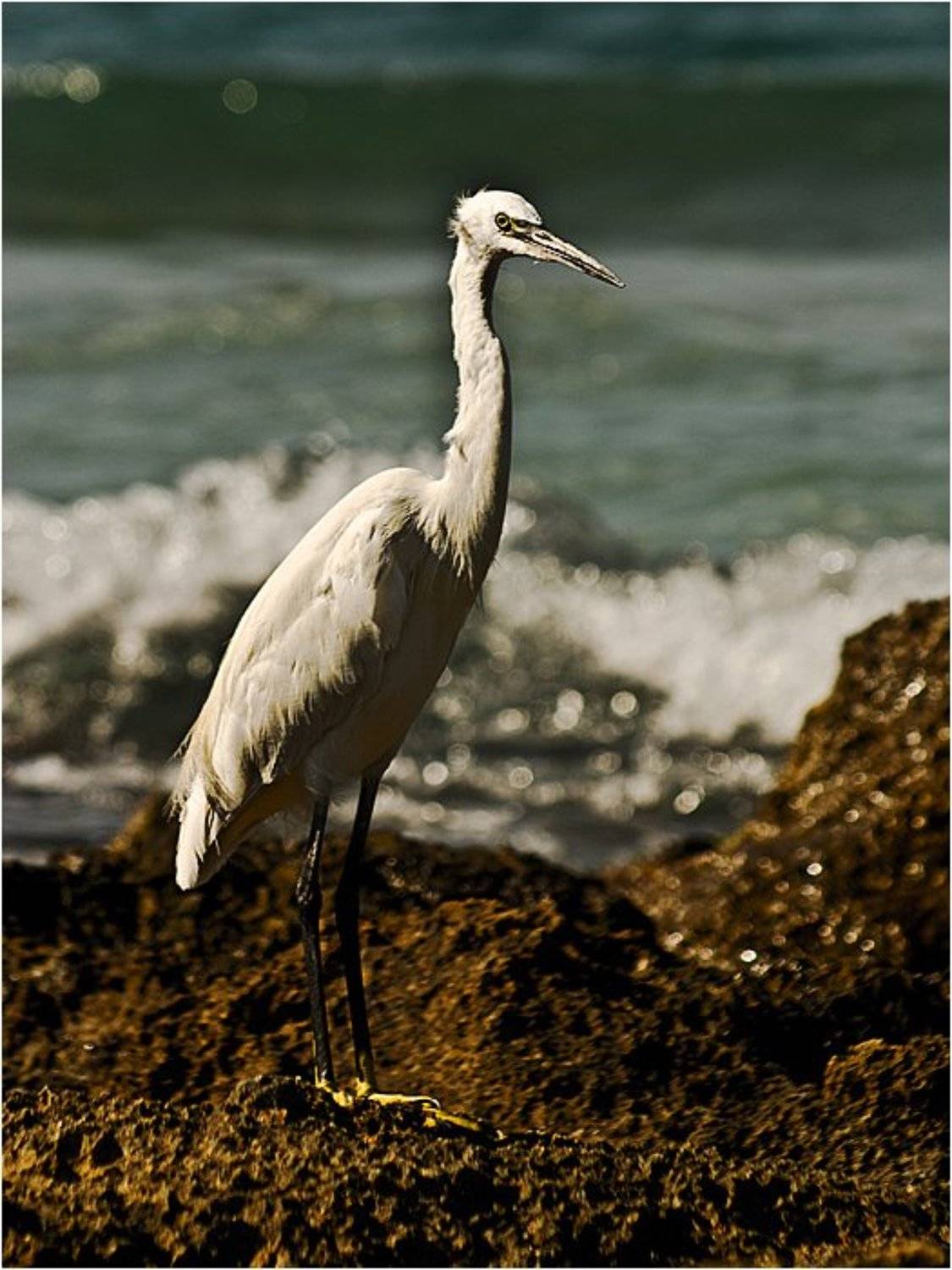 цапля, море, камни, лето, Владимир Эделев