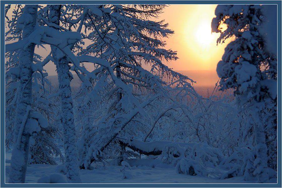 Таёжное утро. Автор: Солодухин Виктор тайга,зима,утро, Солодухин Виктор